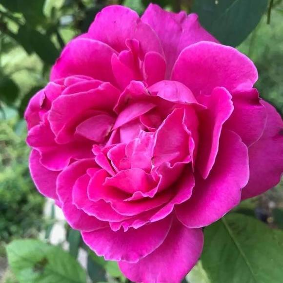 Meet your Posher, Lina - Picture 1 of 1